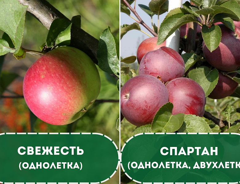 Саженцы яблони от 110 рублей