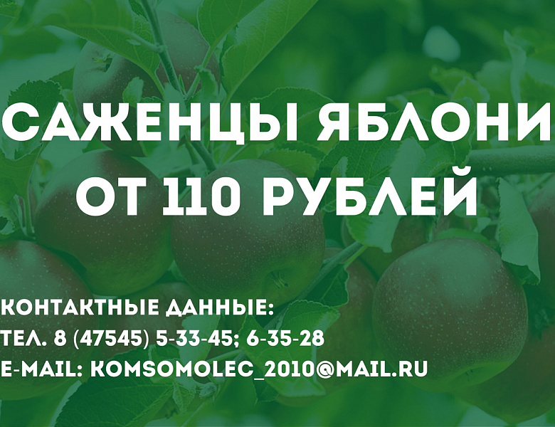 Саженцы яблони от 110 рублей