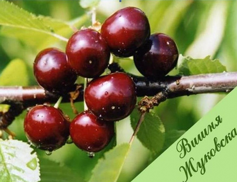 Школьники Мичуринска продолжают памятную акцию агроуниверситета  