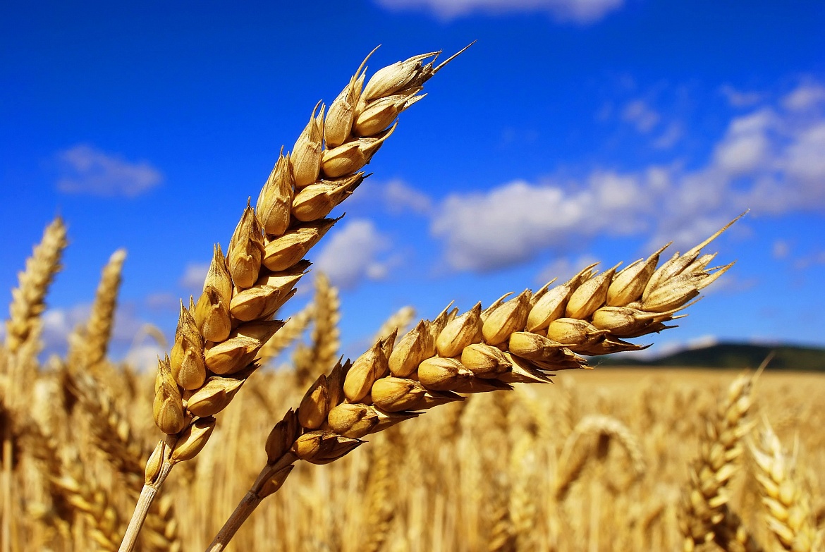 Мичуринский ГАУ готовится представить новый сорт пшеницы