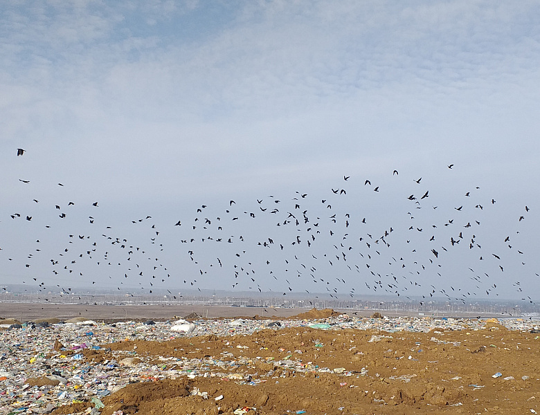 Орнитологи агроуниверситета оценили состояние мусорного полигона в Притамбовье